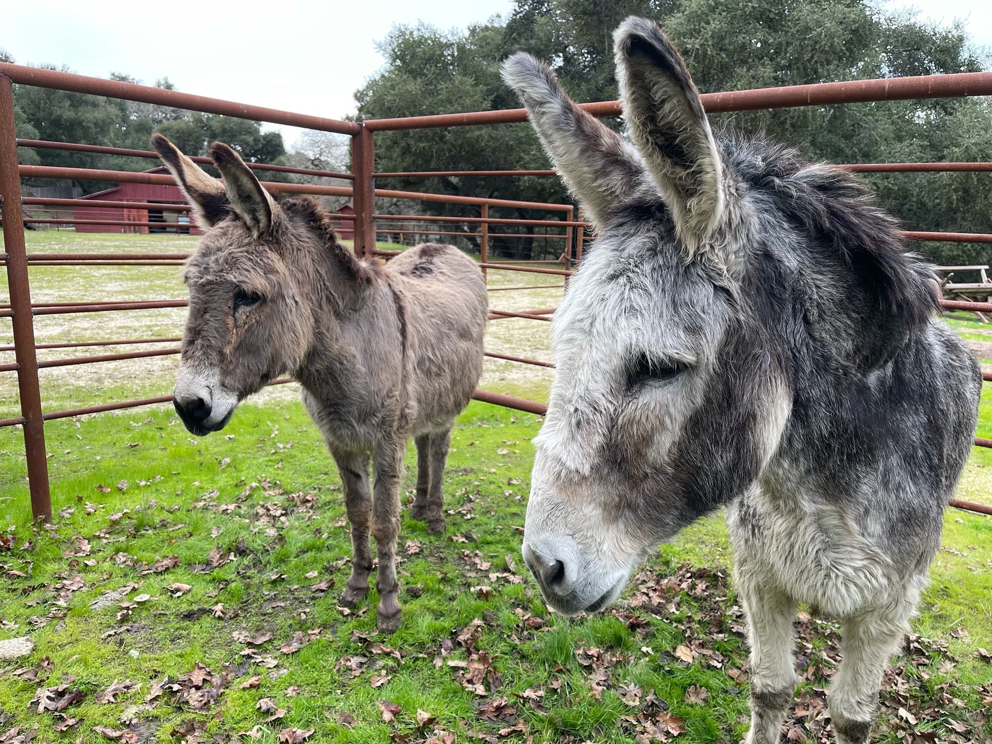 Meet Josie & Joaquin