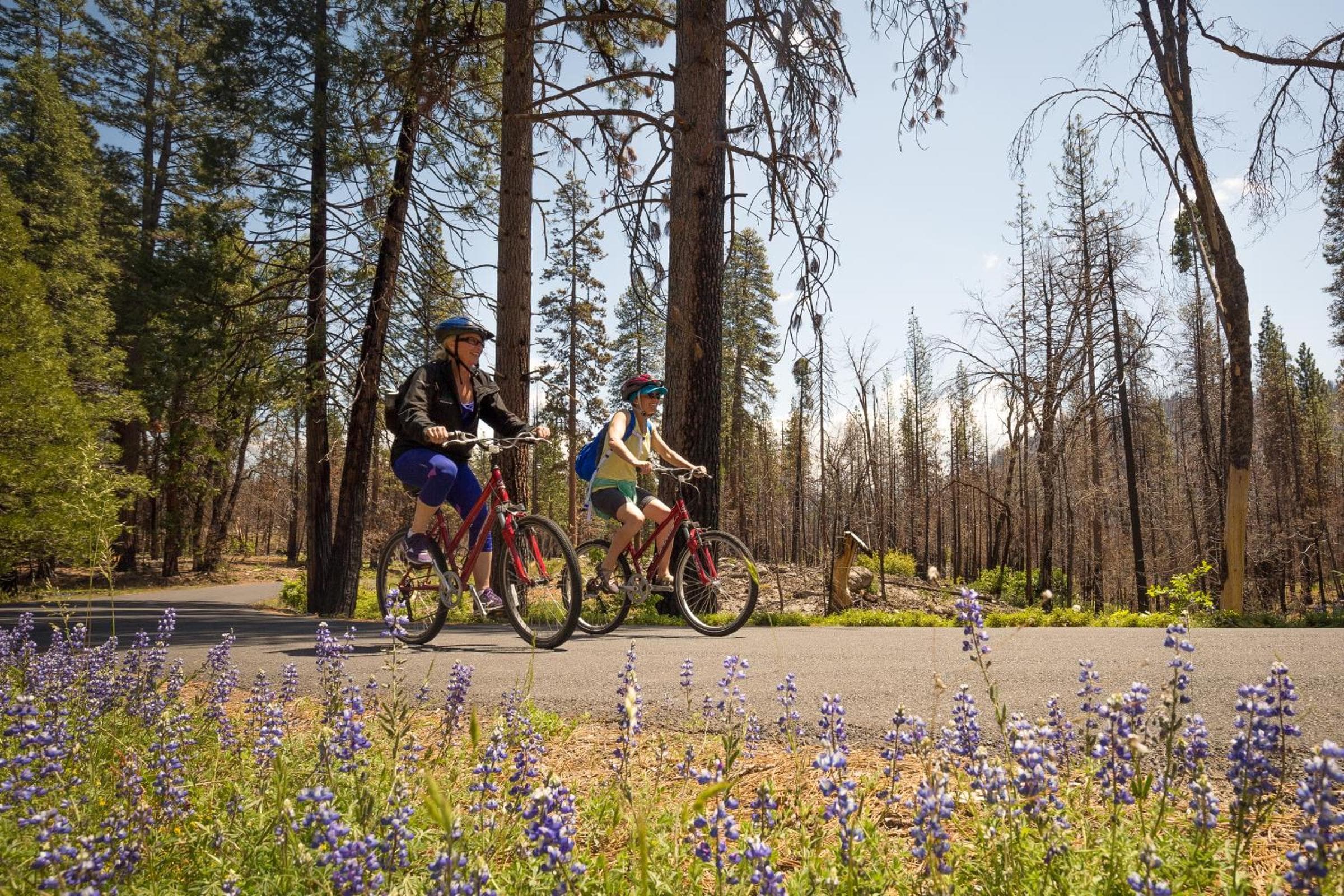 Evergreen Lodge at Yosemite