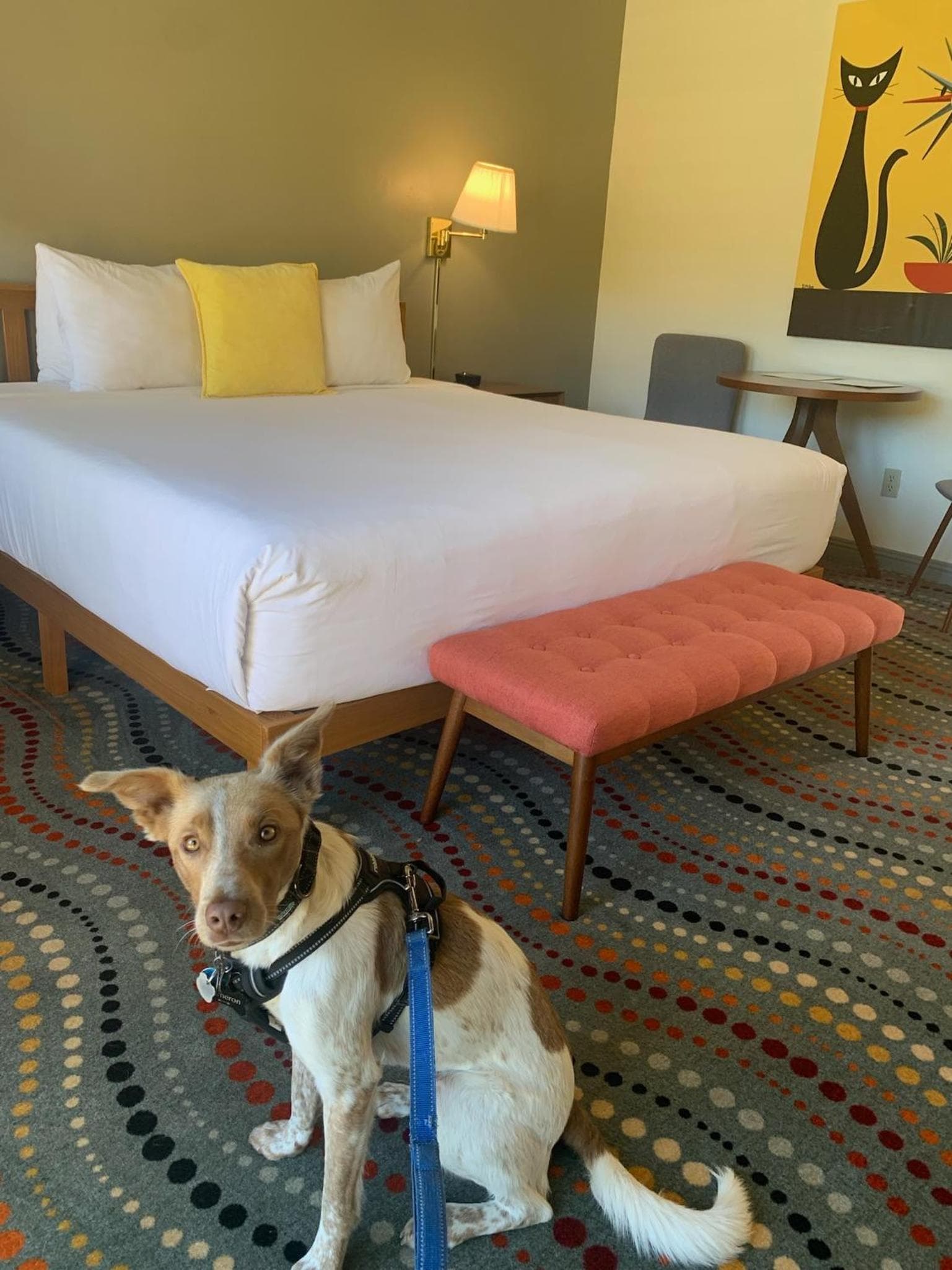Contenta Inn