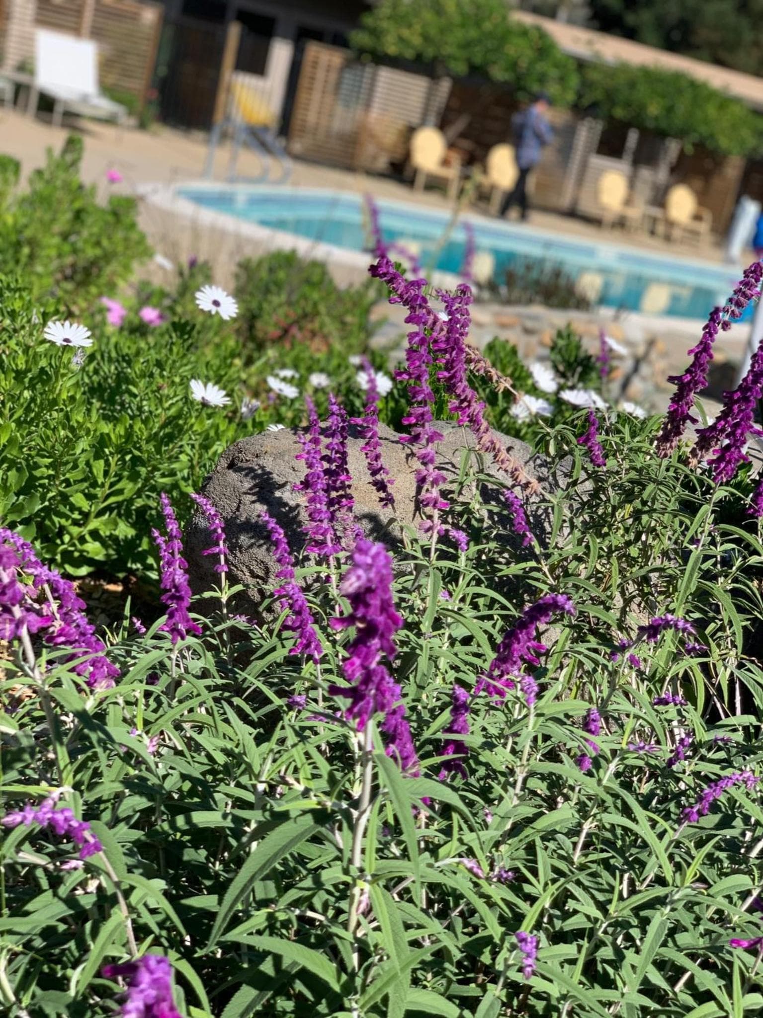 Contenta Inn